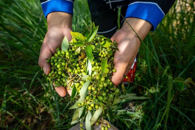 北山野“小辛香”如何迈向“大市场”CQ9电子游戏一颗山苍子的新生：粤(图3)