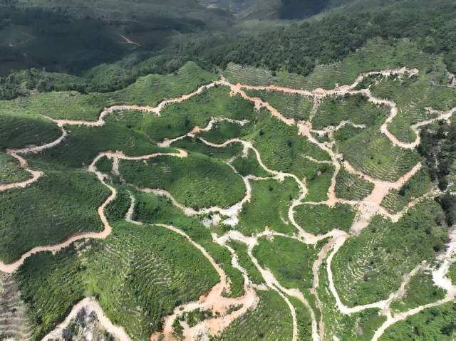 北山野“小辛香”如何迈向“大市场”CQ9电子游戏一颗山苍子的新生：粤(图1)