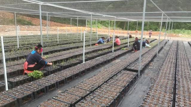 北山野“小辛香”如何迈向“大市场”CQ9电子游戏一颗山苍子的新生：粤(图2)