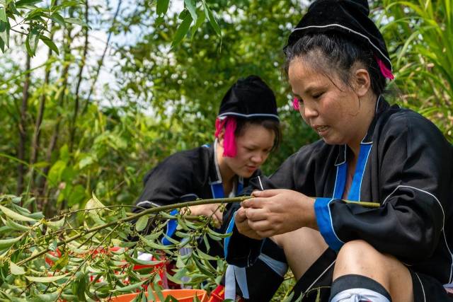 北山野“小辛香”如何迈向“大市场”CQ9电子游戏一颗山苍子的新生：粤(图5)